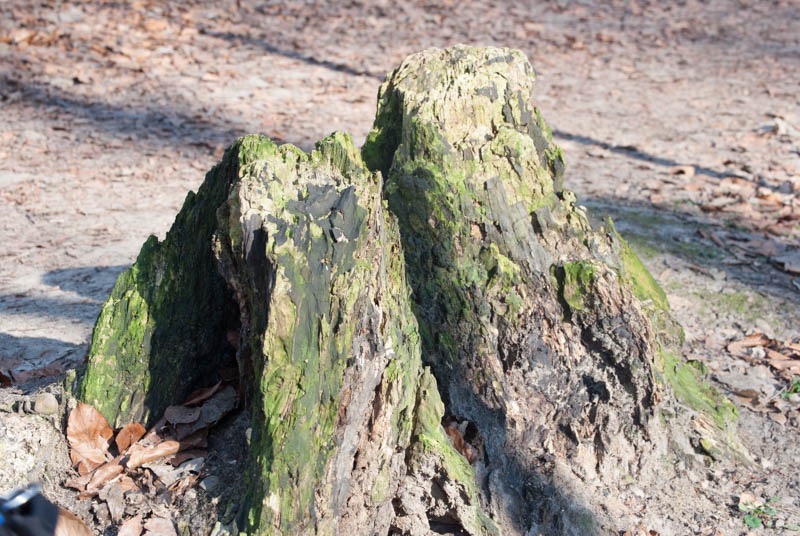 DSC_1334.jpg