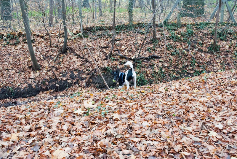 DSC_1137.jpg