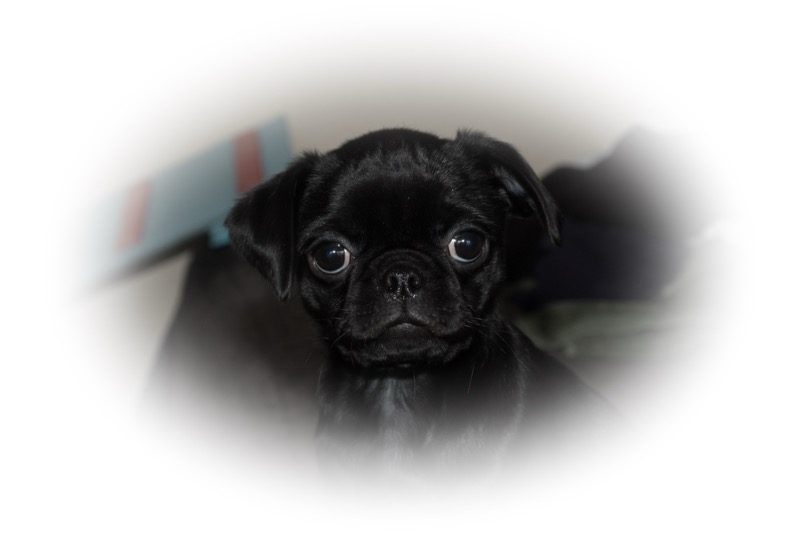 mops001.jpg