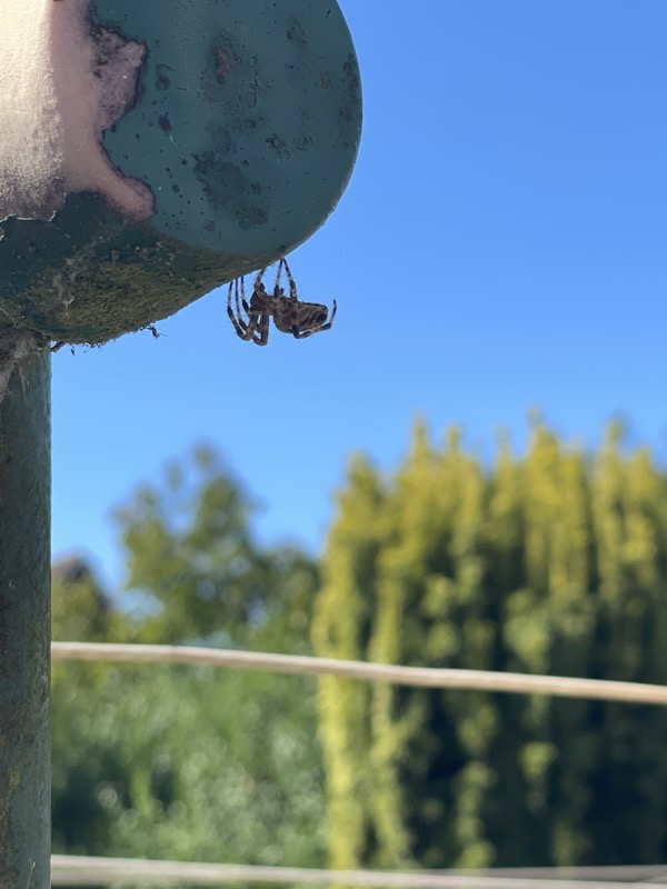 Spiderman macht Pause
